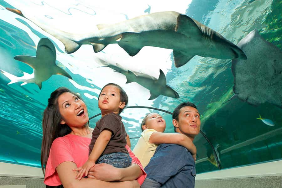 SEA LIFE Sydney Aquarium Entry Ticket - SEA LIFE Sydney at Darling Harbour: what you’re really paying for