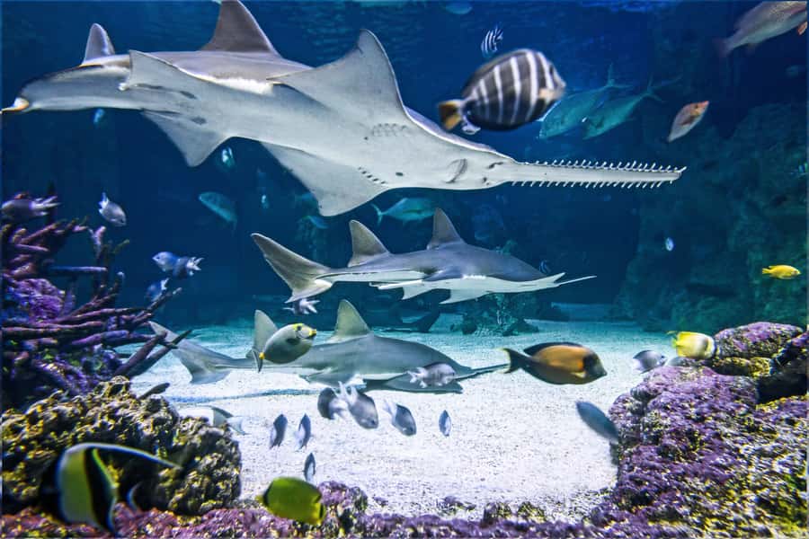 SEA LIFE Sydney Aquarium Entry Ticket - Skip-the-line tickets: how to use the advantage without getting annoyed