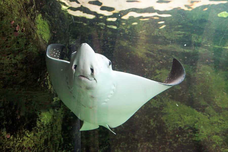 SEA LIFE Sydney Aquarium Entry Ticket - A self-guided route that actually makes sense (and doesn’t waste your legs)