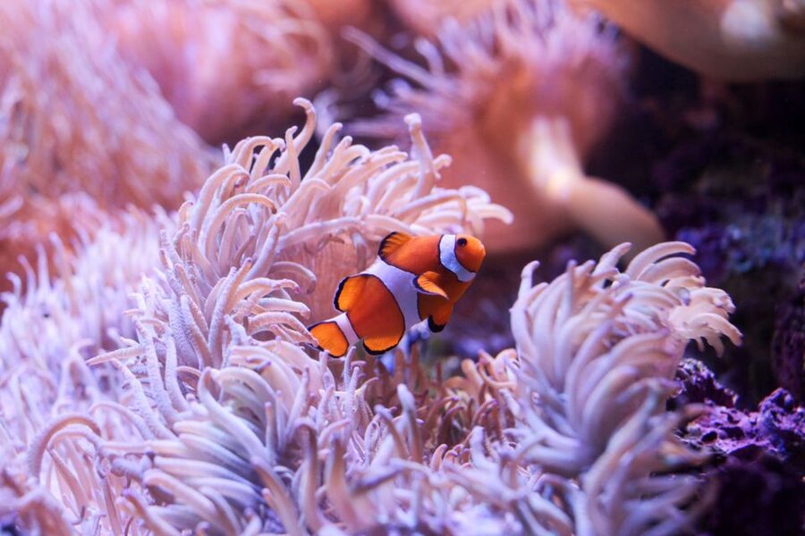 SEA LIFE Sydney Aquarium Entry Ticket - Walking underwater with sharks and rays: the exhibit moment you’ll remember
