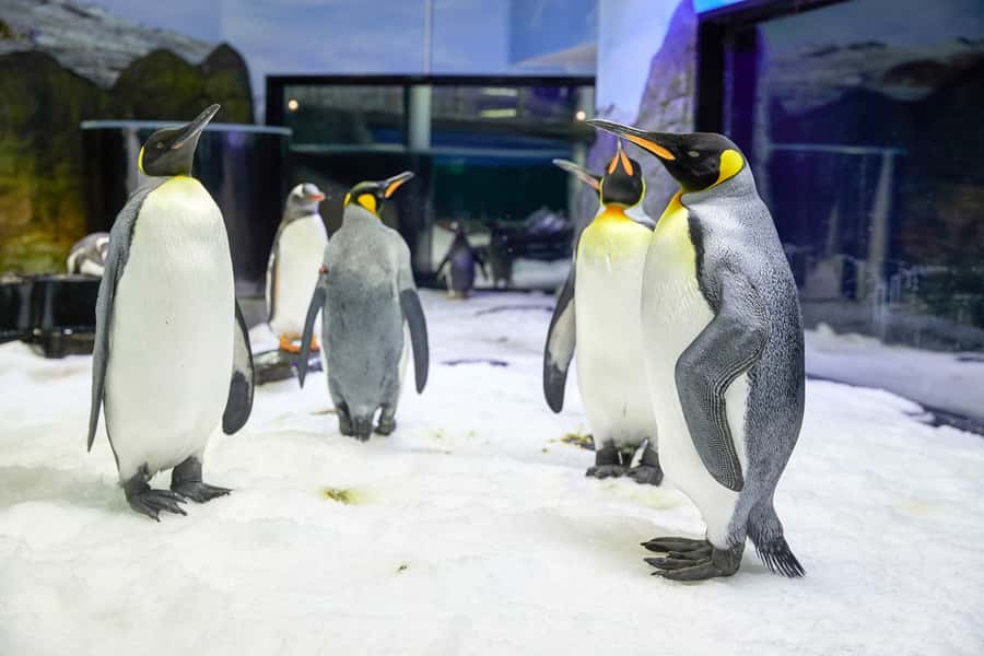 SEA LIFE Sydney Aquarium Entry Ticket - Dugongs and the hunt for platypus: where timing helps your visit