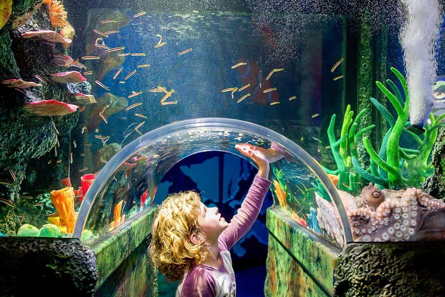 SEA LIFE Sydney Aquarium Entry Ticket - Getting to the aquarium fast from Circular Quay and the CBD