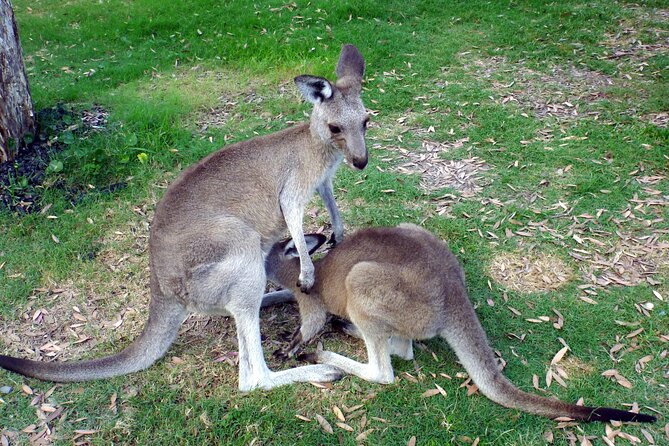 Secret Sydney: Hidden Beaches and Gardens - Snacks, a picnic-style pause, and an on-the-spot swim