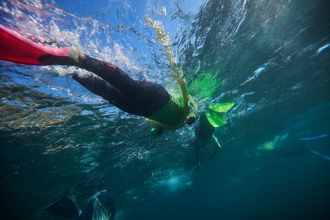 Small Group Manly Snorkel Tour and Nature Walk with Local Guide - Key things that make this tour work