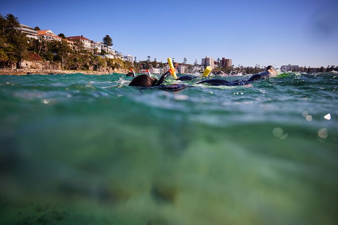 Small Group Manly Snorkel Tour and Nature Walk with Local Guide - Snorkeling off Shelly Beach: how the hour in the water feels