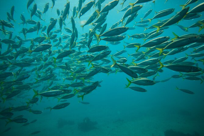Small Group Manly Snorkel Tour and Nature Walk with Local Guide - Price and value: what you get for about $78.18