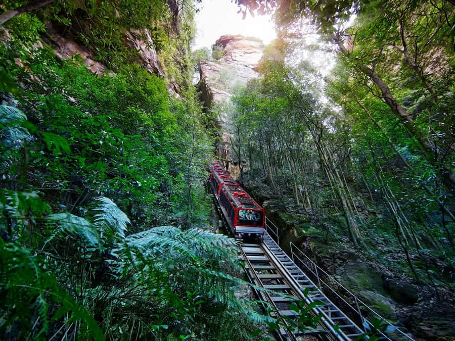 Small Group: Zoo, Blue Mountains, Scenic World Mandarin Tour - Price and Value: Why $147 Can Make Sense Here