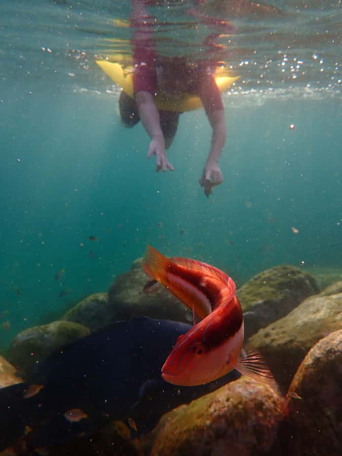 Snorkel Sydney’s Stunning Marine Reserve on a Private Tour - Key things that make this private snorkel worth it