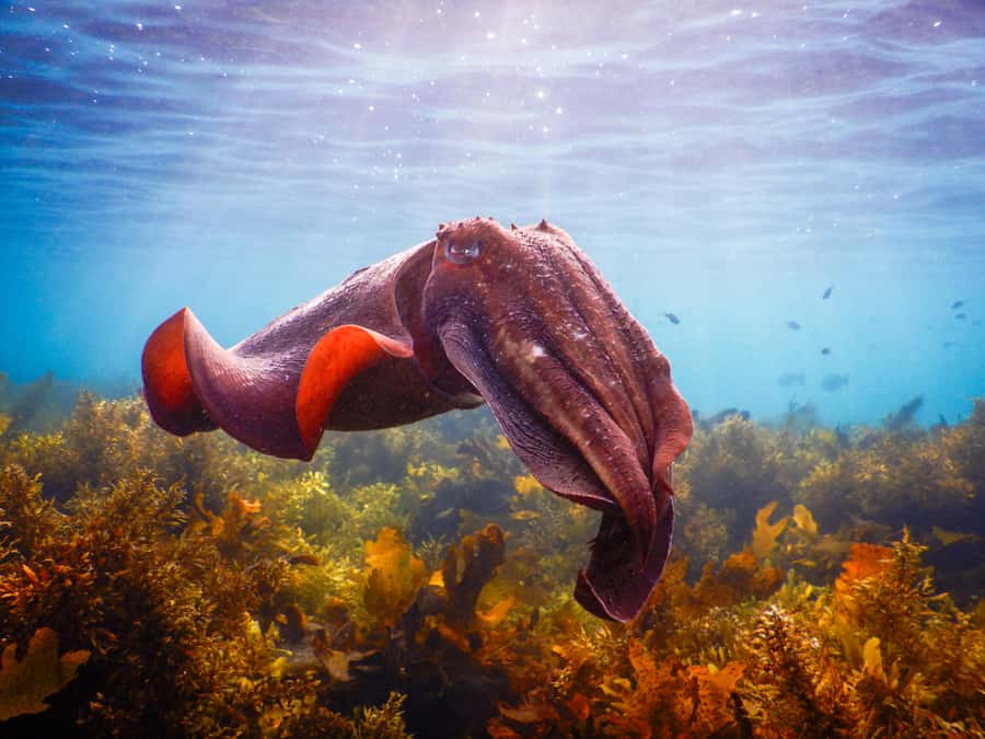 Snorkel Sydney’s Stunning Marine Reserve on a Private Tour - Bronte-Coogee Aquatic Reserve: what you’ll see (and why it matters)