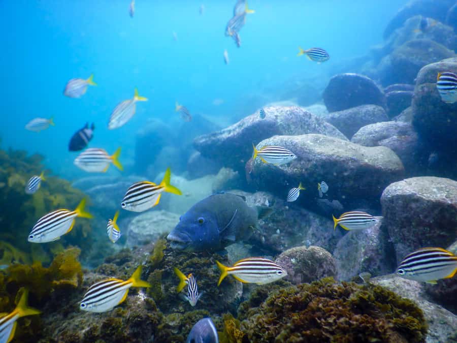 Snorkel Sydney’s Stunning Marine Reserve on a Private Tour - The 90-minute plan: safety briefing, one-hour snorkel, and a clean finish