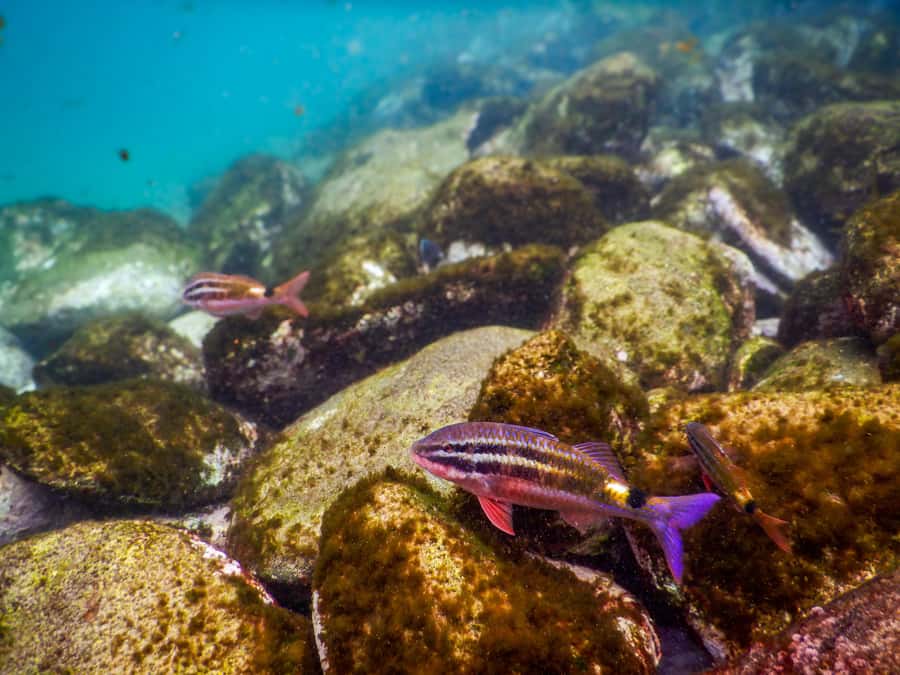 Snorkel Sydney’s Stunning Marine Reserve on a Private Tour - Marine life spotting: schools, blue gropers, cuttlefish, and more