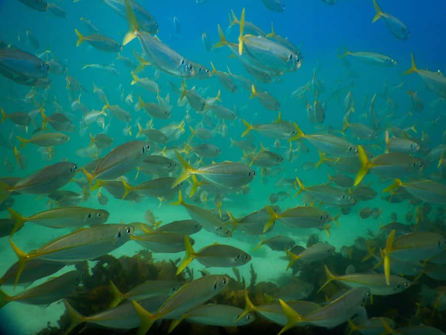 Snorkel Sydney’s Stunning Marine Reserve on a Private Tour - Photo memories you don’t have to manage yourself