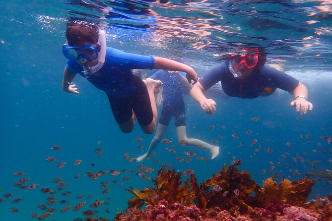 Snorkeling Adventure for Kids with Private Guide In Sydney - Key Highlights You’ll Care About