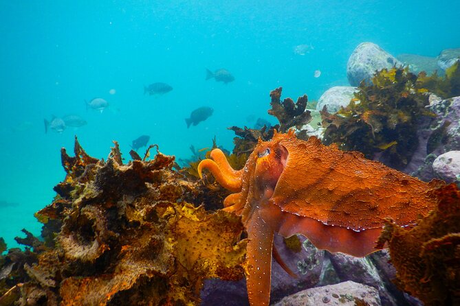 Snorkeling Adventure for Kids with Private Guide In Sydney - Why Clovelly Beach Works for Kids Near Bondi