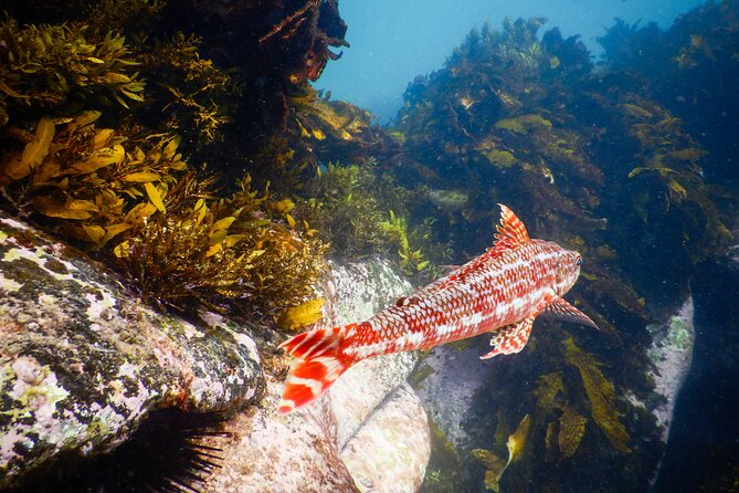 Snorkeling Adventure for Kids with Private Guide In Sydney - Price and Value: Is $143.09 Fair?