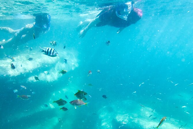 Snorkeling Adventure for Kids with Private Guide In Sydney - Logistics That Keep Stress Low
