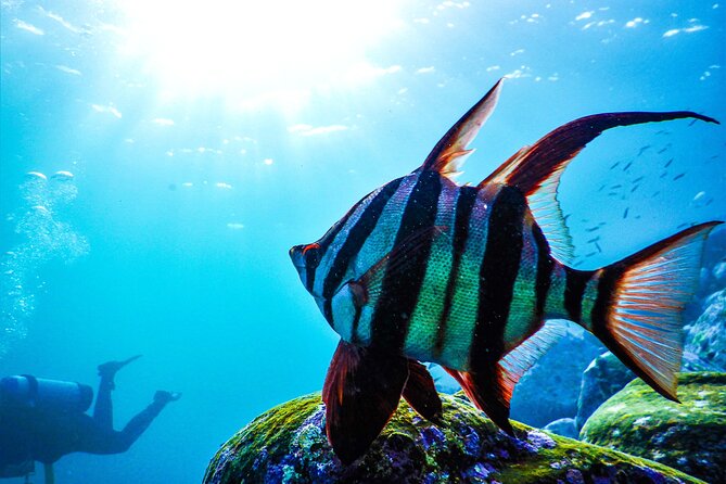 Snorkeling Adventure for Kids with Private Guide In Sydney - When the Plan Changes: Clovelly vs Little Bay