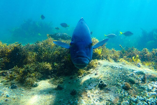 Snorkeling Adventure for Kids with Private Guide In Sydney - Your 90-Minute Game Plan: Intro, Gear, and a Custom Route