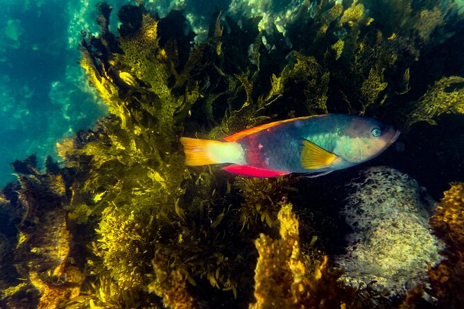 Snorkeling To Discover Sydney's Underwater Wonders - Key points before you go