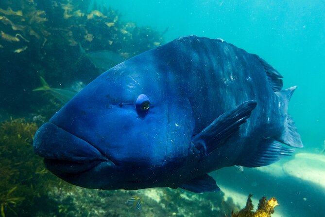 Snorkeling To Discover Sydney's Underwater Wonders - Your guide on the surface changes everything