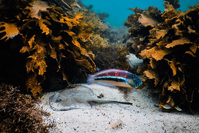 Snorkeling To Discover Sydney's Underwater Wonders - Clovelly Beach and Bondi: two stops, one Sydney vibe