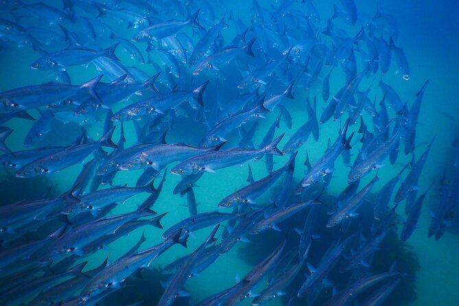 Snorkeling To Discover Sydney's Underwater Wonders - Gear, wetsuits, and the cold-water reality