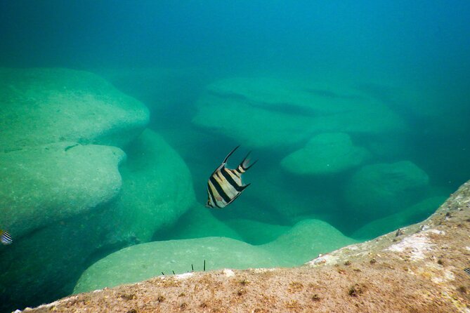 Snorkeling To Discover Sydney's Underwater Wonders - Price and value: what $70.29 gets you in Sydney