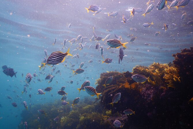 Snorkeling To Discover Sydney's Underwater Wonders - What you’ll likely spot: kelp forests, reefs, and fish behavior