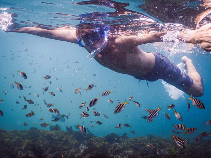 Snorkeling Tour: Discover Sydney’s impressive sea life - Key highlights to look for before you book