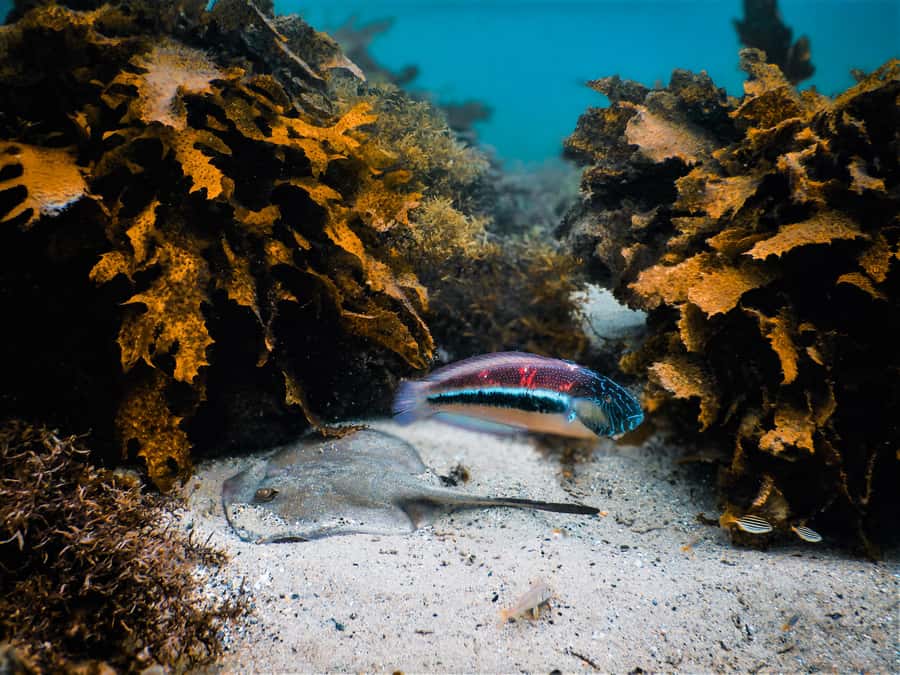 Snorkeling Tour: Discover Sydney’s impressive sea life - Clovelly’s reef and Bronte-Coogee Aquatic Reserve: what you’re really seeing