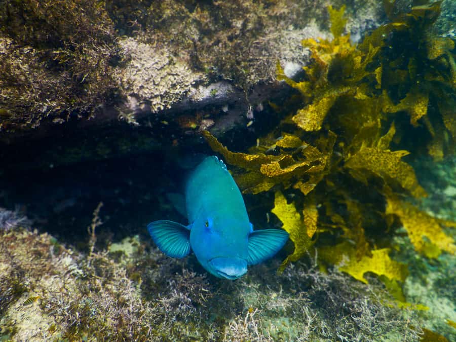 Snorkeling Tour: Discover Sydney’s impressive sea life - Price at $69: value for the kit, the guide, and the photos