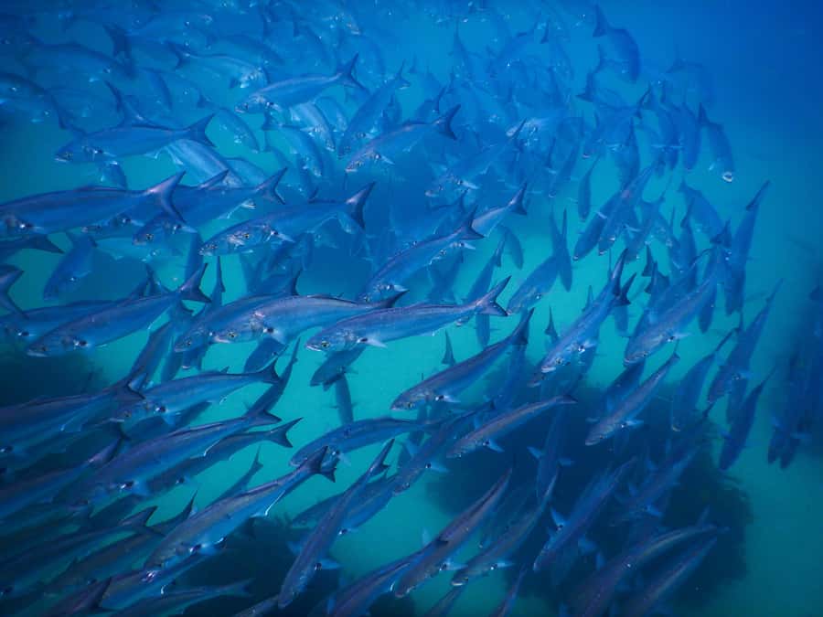 Snorkeling Tour: Discover Sydney’s impressive sea life - Who this tour fits best (and who should skip it)