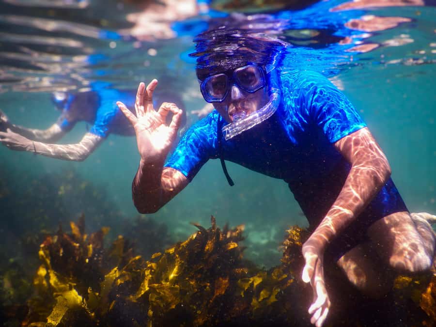 Snorkeling Tour: Discover Sydney’s impressive sea life - The 90 minutes, step by step: briefing, fitting up, and an hour in the water
