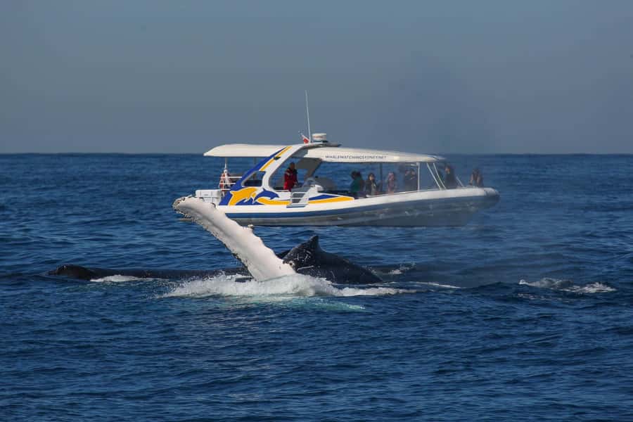 Sydney: 2.5 hour Adventure Whale Watching Cruise - Key things to know before you go