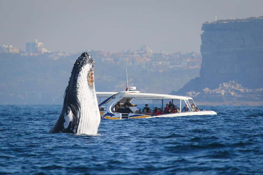 Sydney: 2.5 hour Adventure Whale Watching Cruise - High-Speed Whale Watching From Darling Harbour and Circular Quay