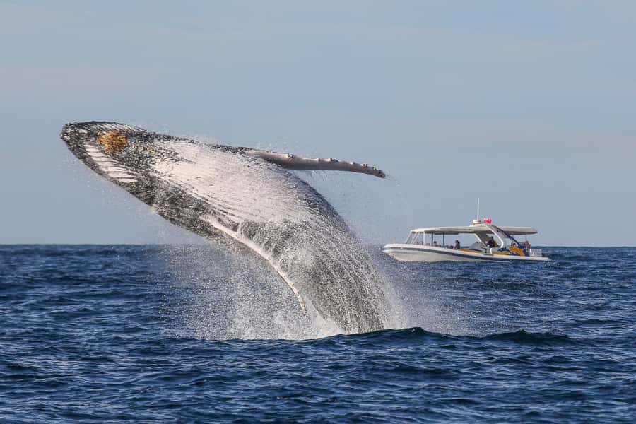 Sydney: 2.5 hour Adventure Whale Watching Cruise - The 2-Hour Whale-Watching Window and How You’ll Actually See Them