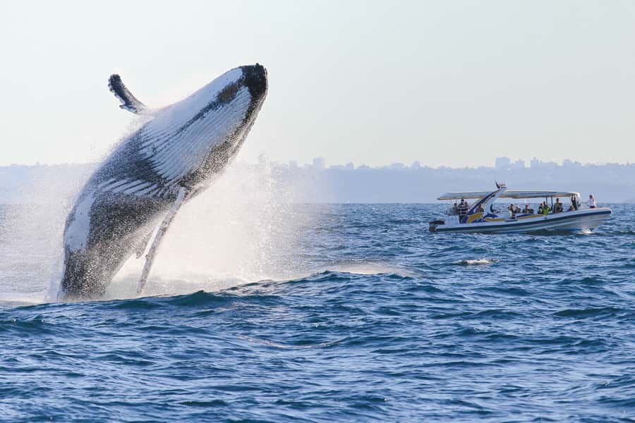 Sydney: 2.5 hour Adventure Whale Watching Cruise - Price and Value: Is $88 Actually Worth It?