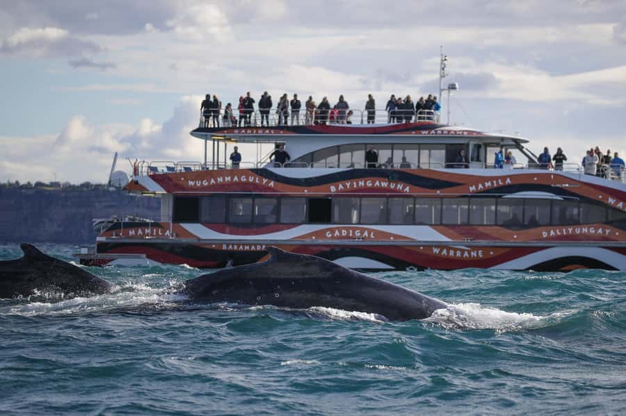 Sydney: 2-hour Express Whale Watching Cruise - Key Things That Make This Cruise Worth Your Time