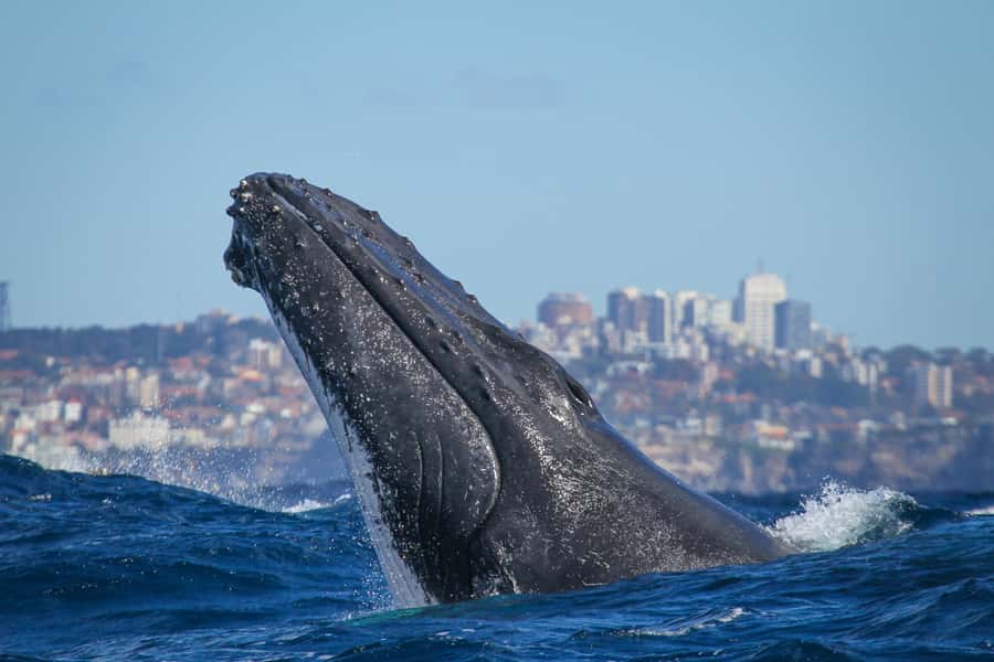Sydney: 2-hour Express Whale Watching Cruise - Getting Out of Circular Quay Fast on the Express Ride