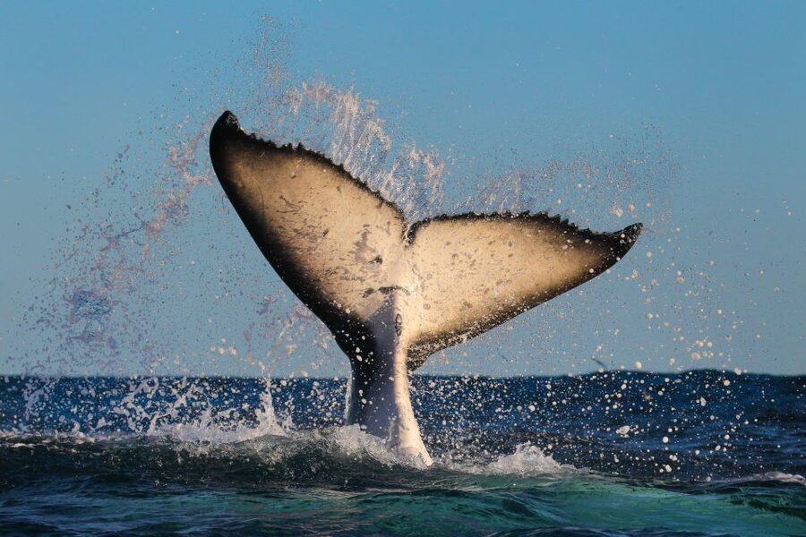 Sydney: 2-hour Express Whale Watching Cruise - Whale Watching That Prioritizes Distance and Respect