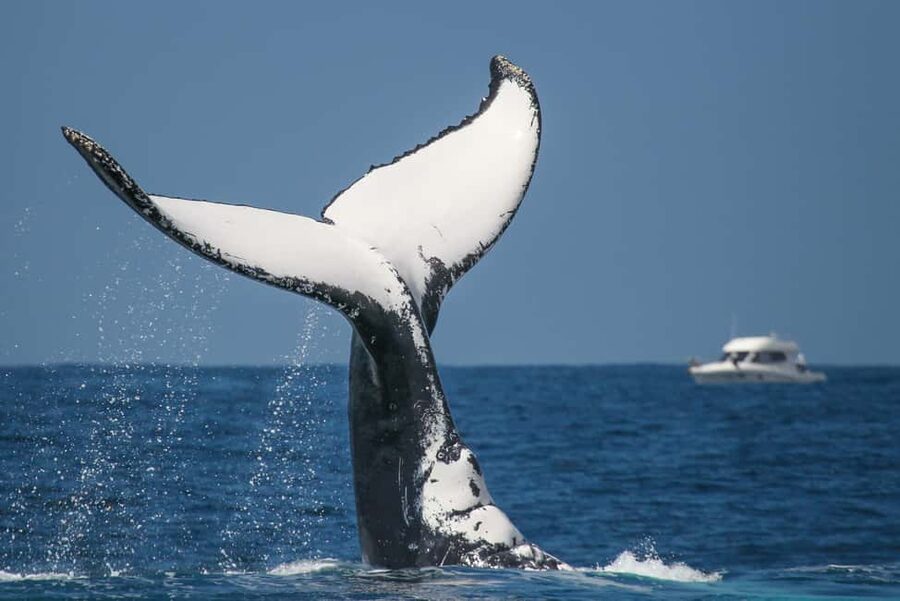 Sydney: 2-hour Express Whale Watching Cruise - FAQ