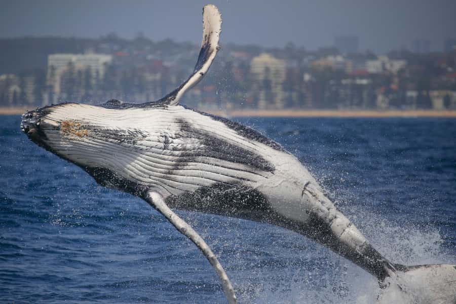Sydney: 2-hour Express Whale Watching Cruise - Picking the Best Spot on Fantasea Crystal (Sun Deck vs Cabin)