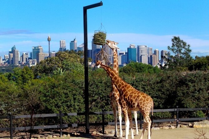 Sydney 3, 5, or 7 Ticket Flexi Pass - Harbour and city orientation: Big Bus and the ferry hop