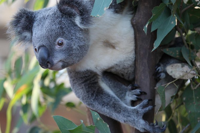 Sydney Attractions Pass: SEA LIFE Aquarium, Sydney Tower Eye, WILD LIFE Zoo and Madame Tussauds - The Sydney Attractions Pass: four icons, one mobile Digi Pass