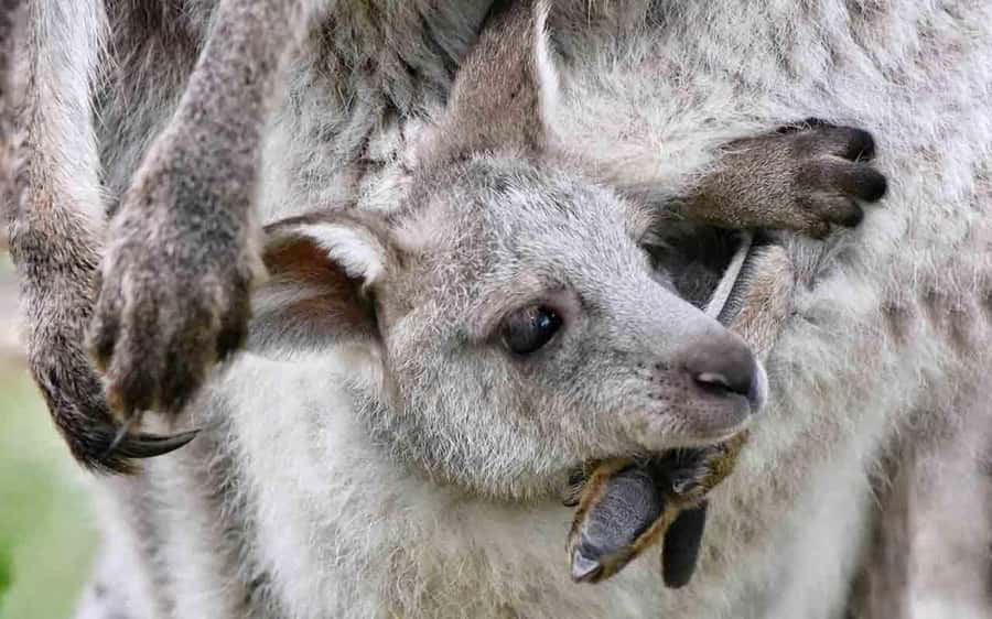Sydney: Blue Mountains & Featherdale Wildlife Park Day Trip - Why this Blue Mountains + Featherdale combo works so well