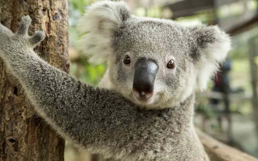 Sydney: Blue Mountains & Featherdale Wildlife Park Day Trip - Who should book this tour, and who might prefer a different plan