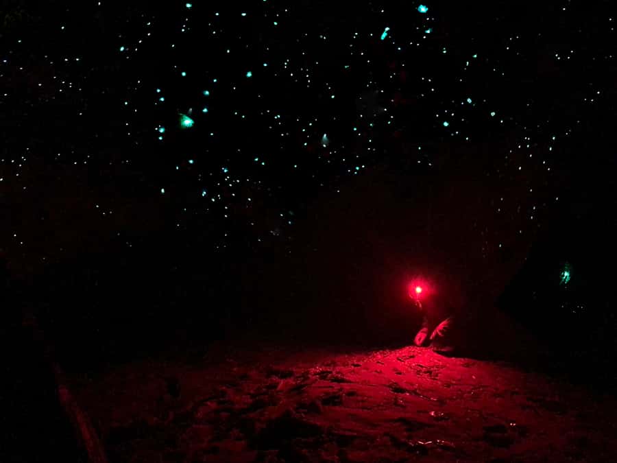 Sydney: Blue Mountains Glow Worms Wild Adventure by Night - Why a Blue Mountains Glow Worm Cave Is Worth Doing at Night