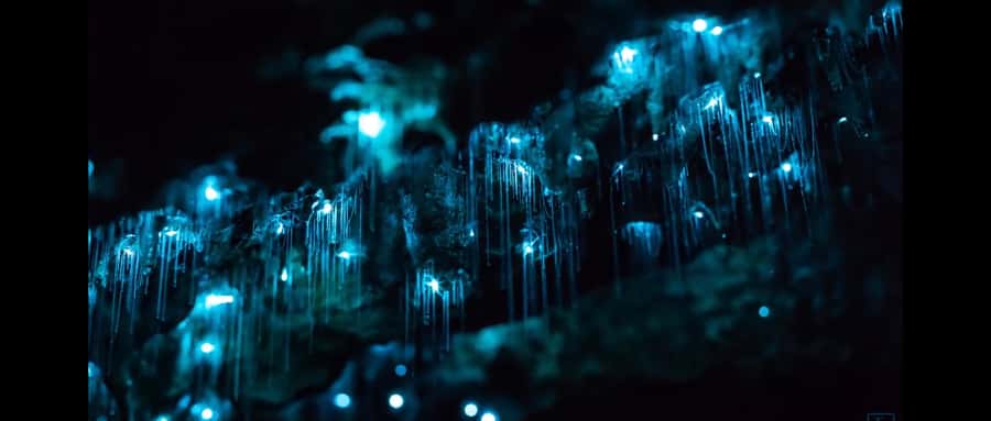 Sydney: Blue Mountains Glow Worms Wild Adventure by Night - What the Forest Walk Feels Like With Headlamps and Red-Light Mode