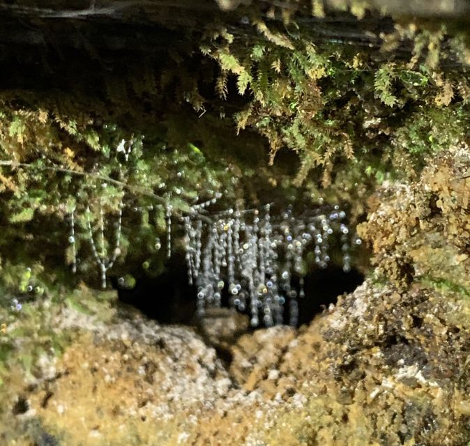 Sydney: Blue Mountains Glow Worms Wild Adventure by Night - Entering the Glow Worm Cave Near the Waterfall