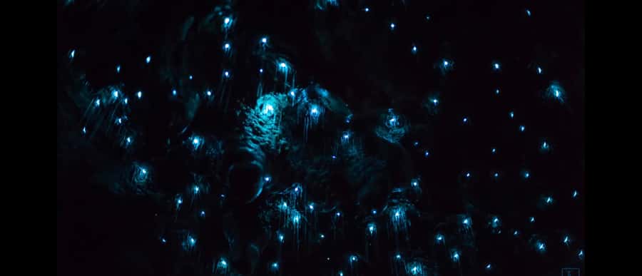 Sydney: Blue Mountains Glow Worms Wild Adventure by Night - Price and Value: Is $130 Worth a 5-Hour Night Adventure?